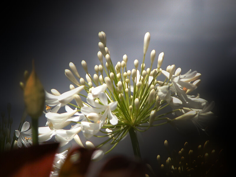 White Flower Cluster — Dramatic, Photograph, Flower Buds