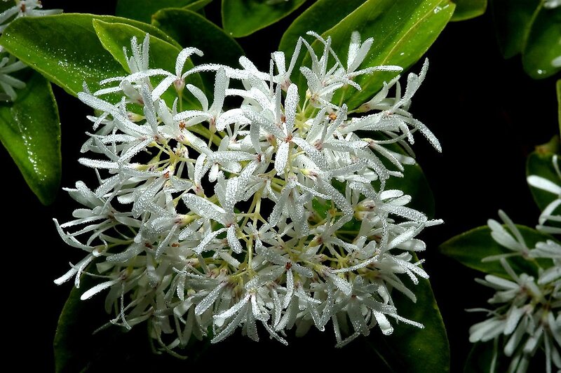 White Flower Cluster — Dramatic, Photograph