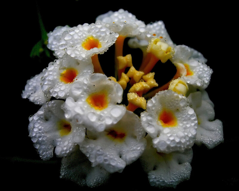 White Flower Cluster — Dramatic