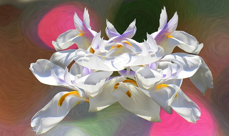 White Flower Cluster — Dreamy