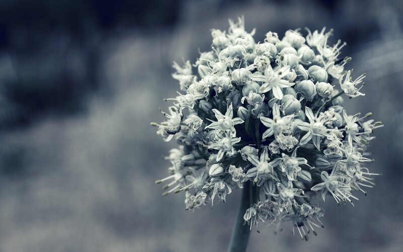 White Flower Cluster — Gray, Calm, Photograph