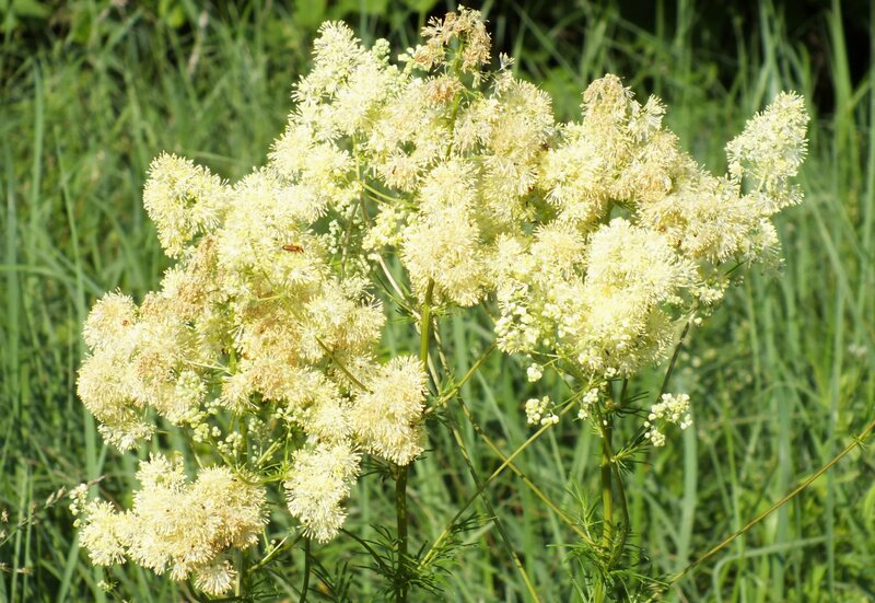White Flower Cluster — Green, Calm