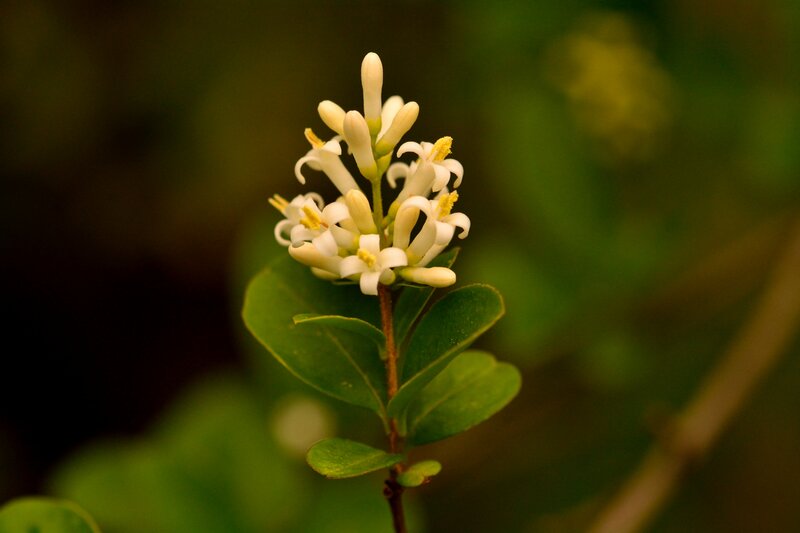 White Flower Cluster — Green, Serene