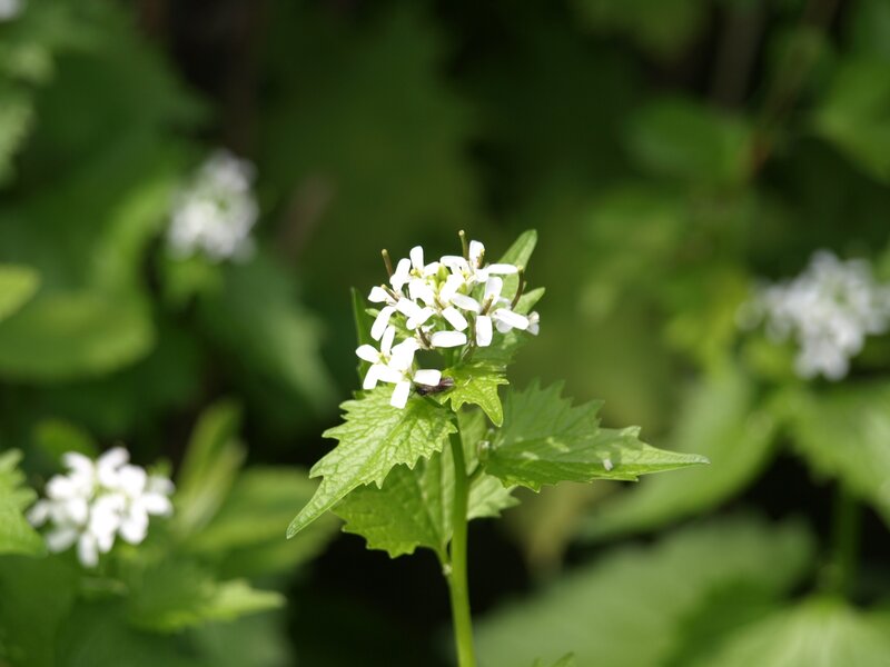 White Flower Cluster — Green