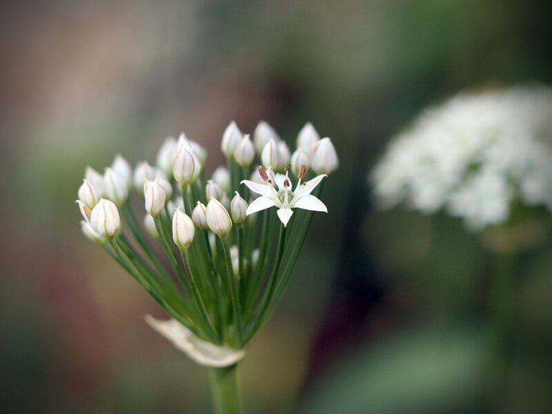 White flower cluster in bloom