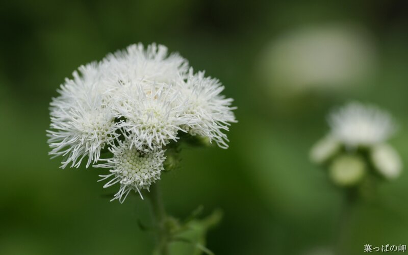 White flower cluster in focus