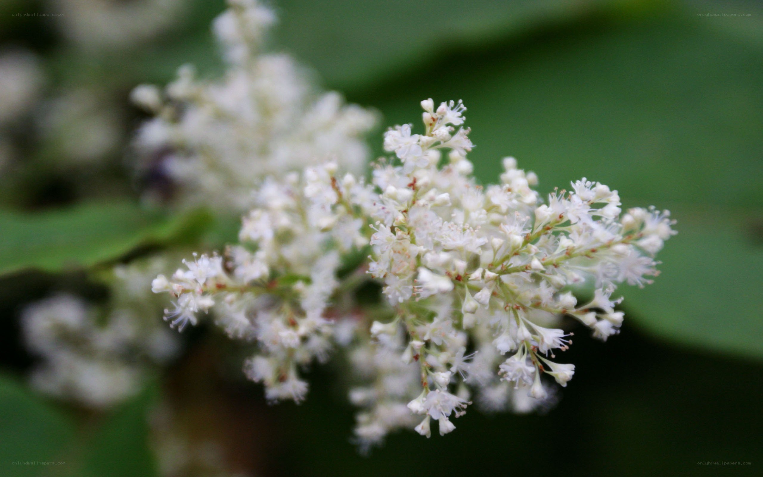 white flower cluster in focus