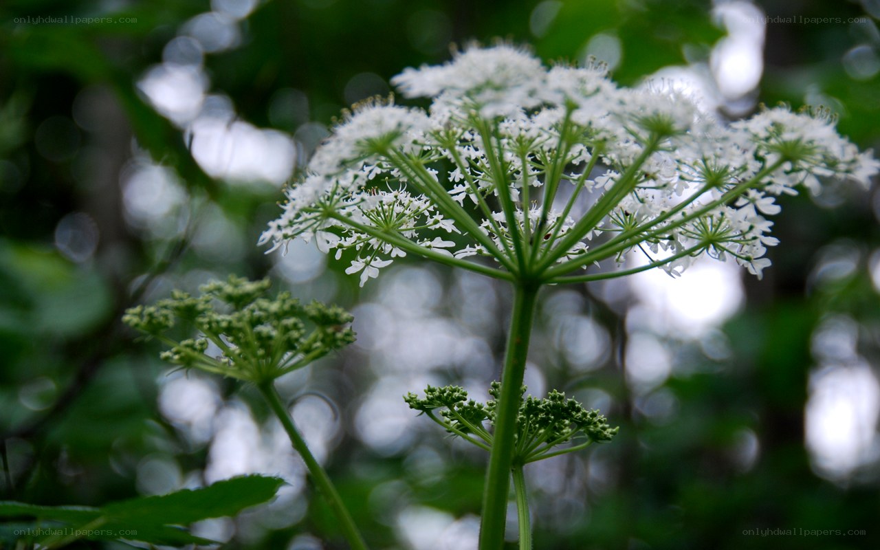 White flower cluster in forest