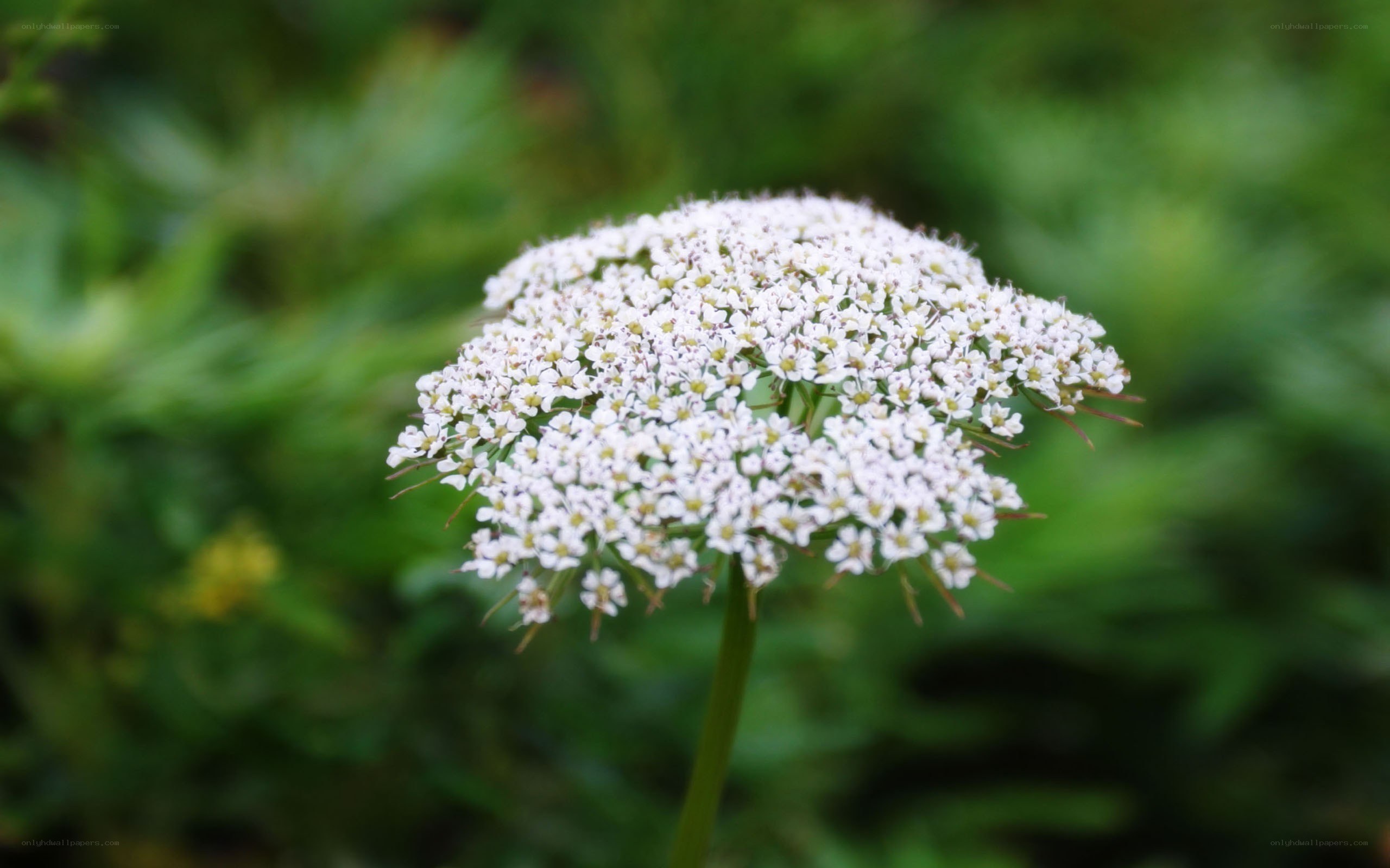 white flower cluster in garden