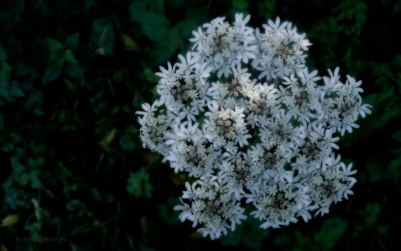 white flower cluster in garden
