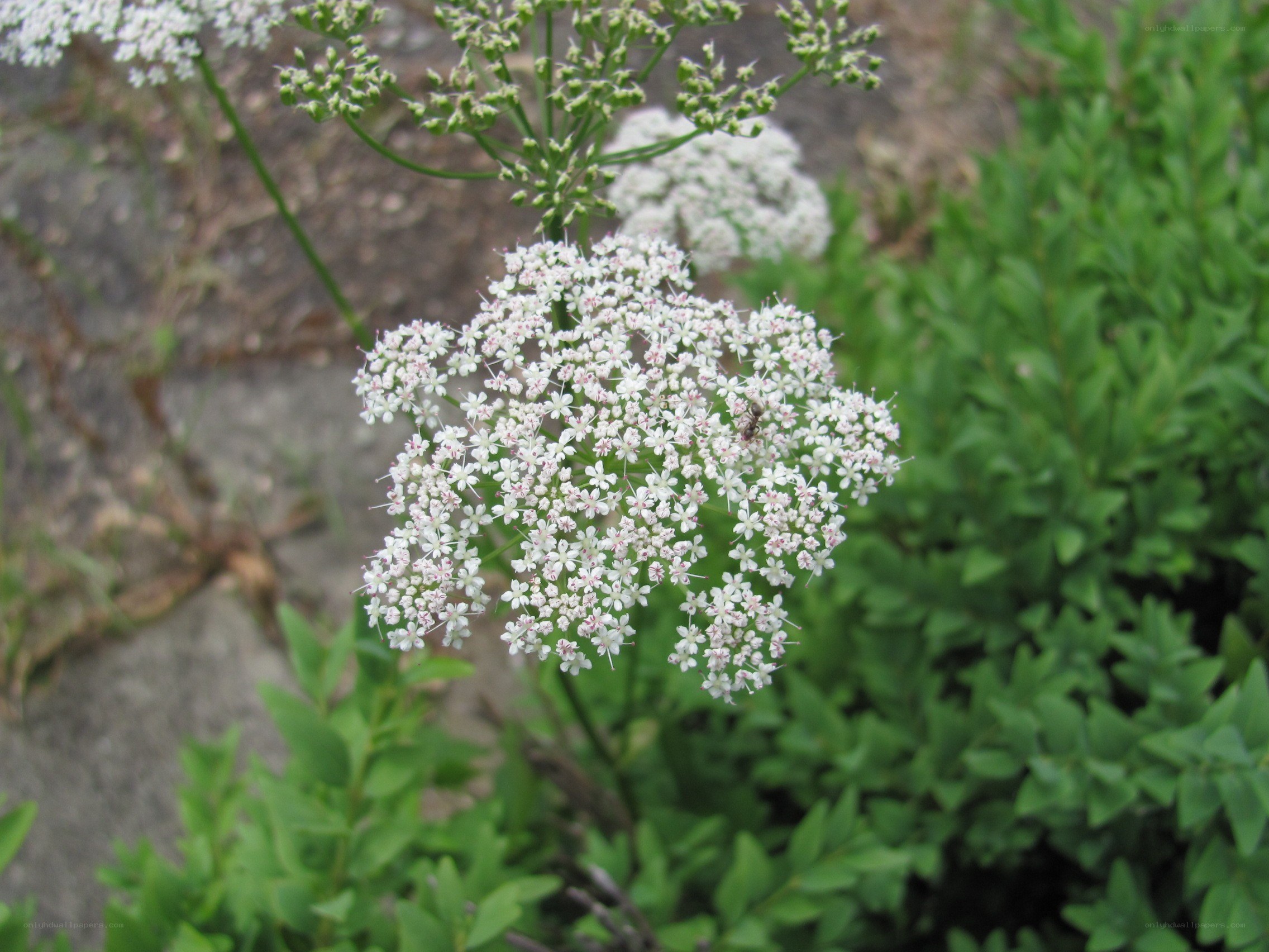 white flower cluster in garden