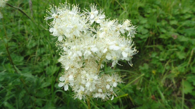 white flower cluster in grass