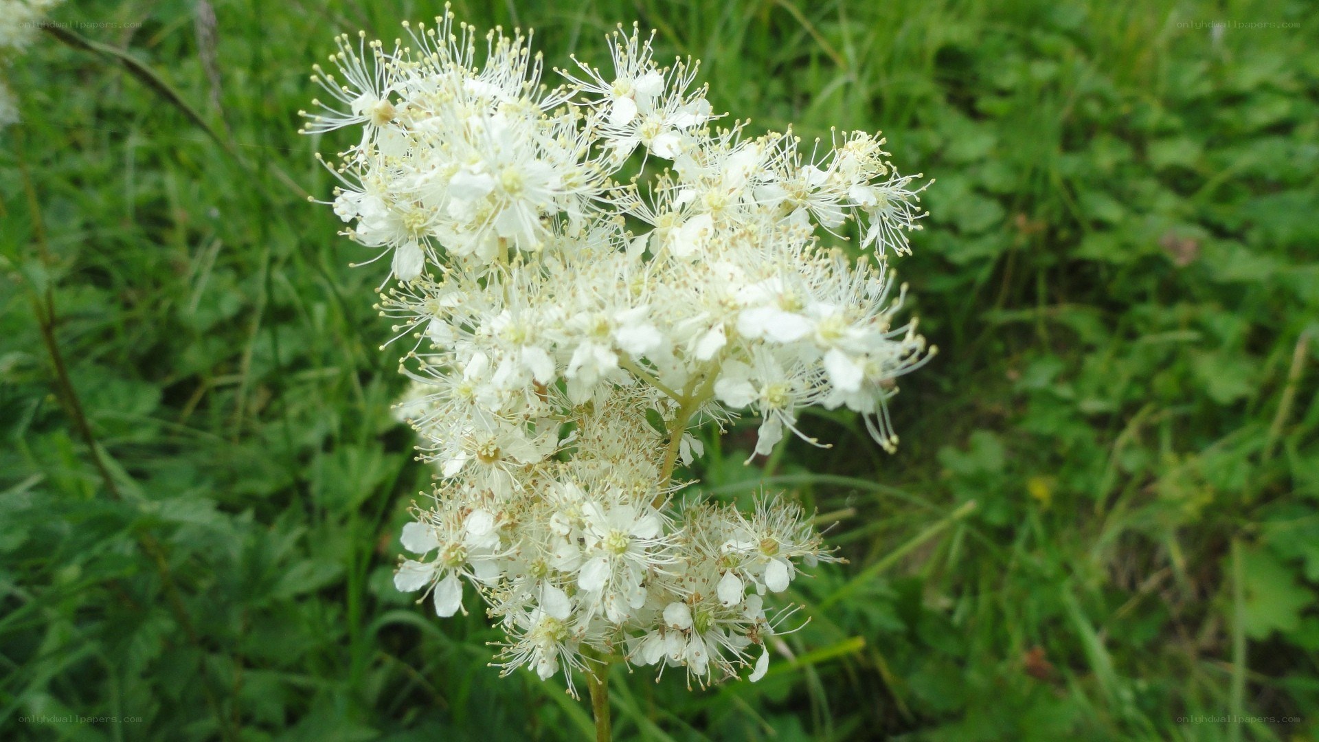 white flower cluster in grass