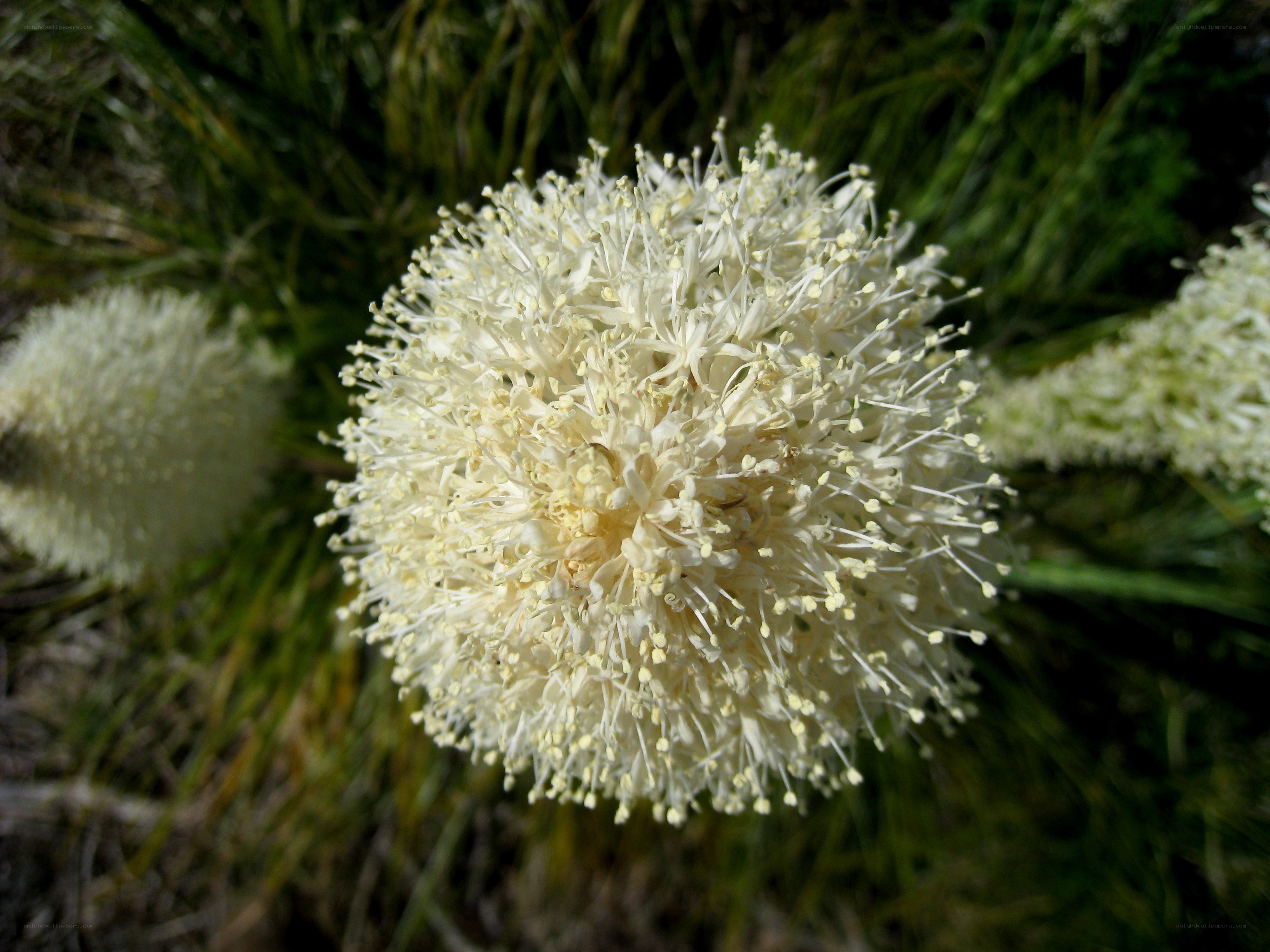 white flower cluster in grass