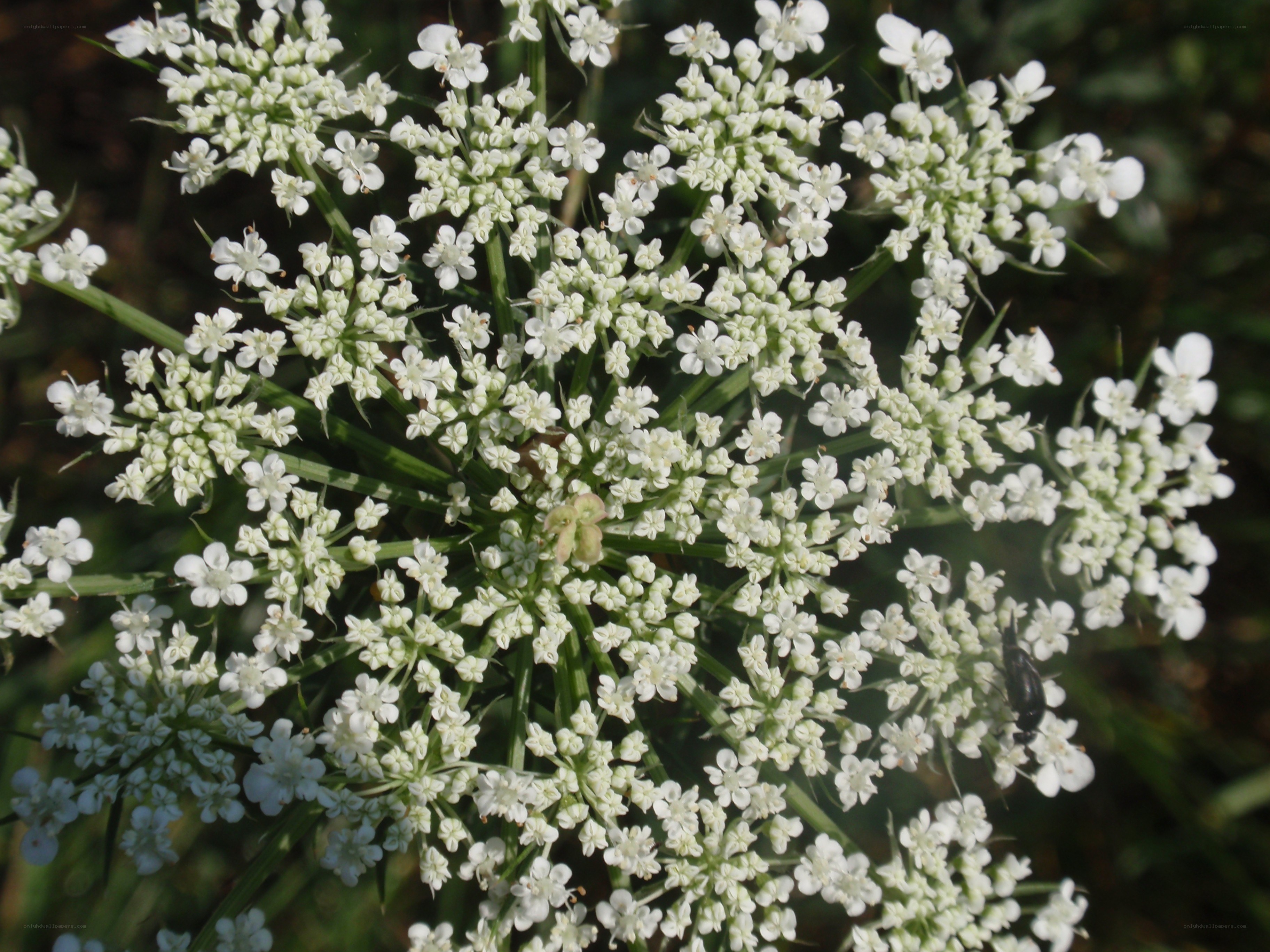 white flower cluster in sunlight