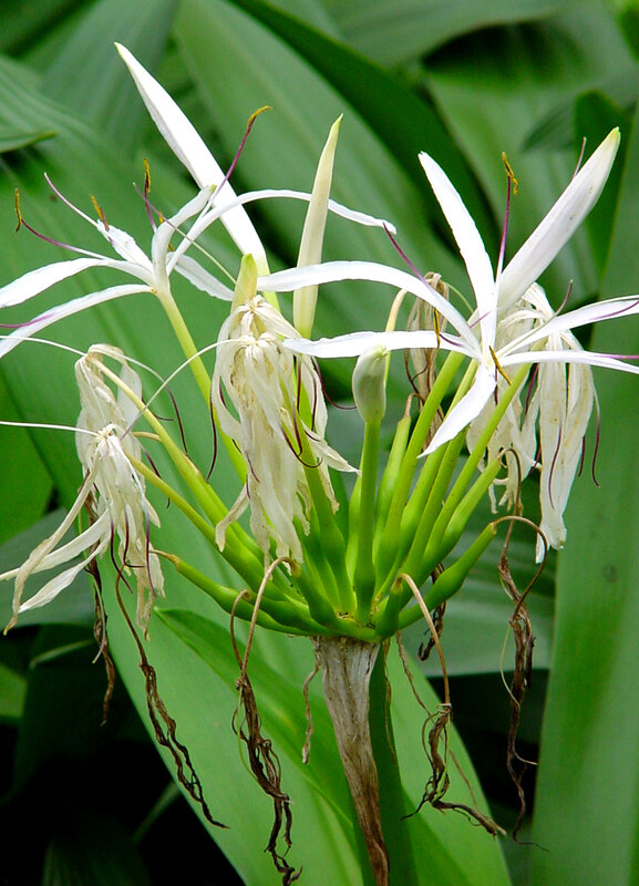 White Flower Cluster — Natural, Photograph, Green Leaves, Flower Buds