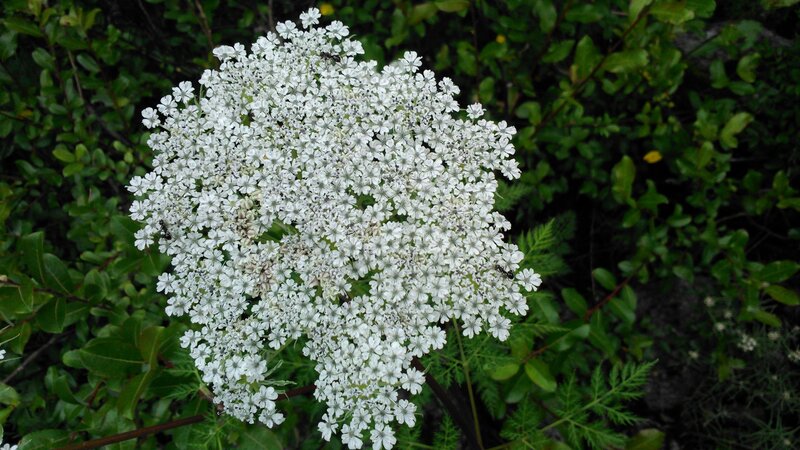 White Flower Cluster — Natural, Photograph, Insects