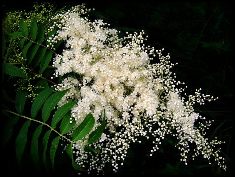 White Flower Cluster — Natural, Photograph