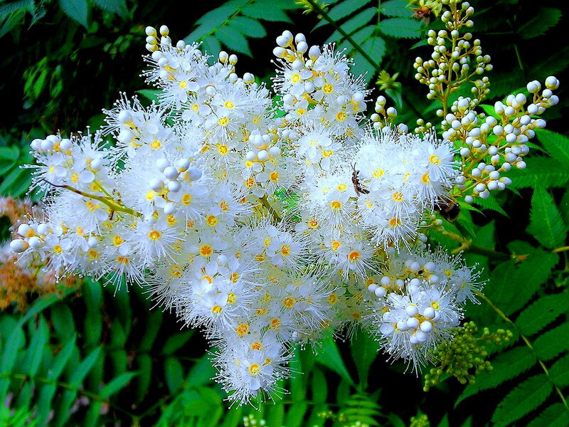 White Flower Cluster — Natural