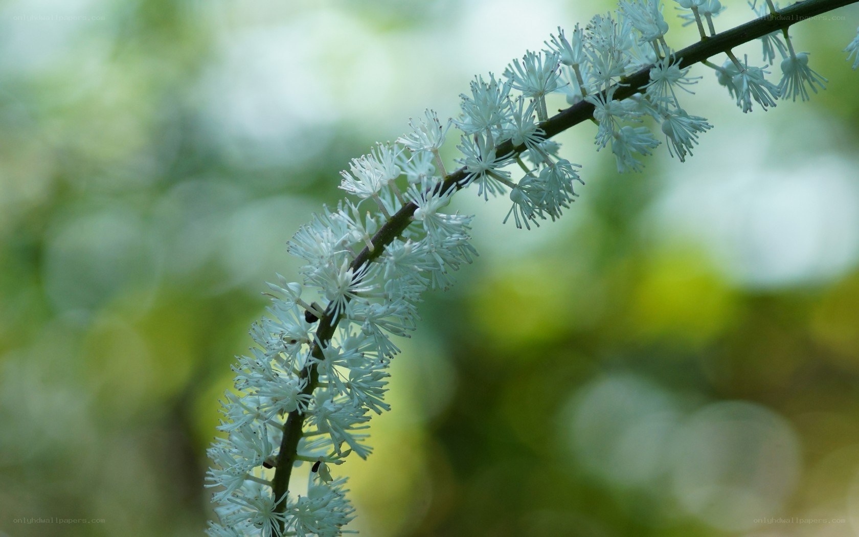 White flower cluster on a branch