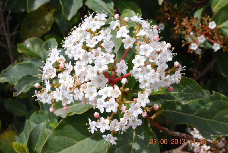 white flower cluster on green leaves
