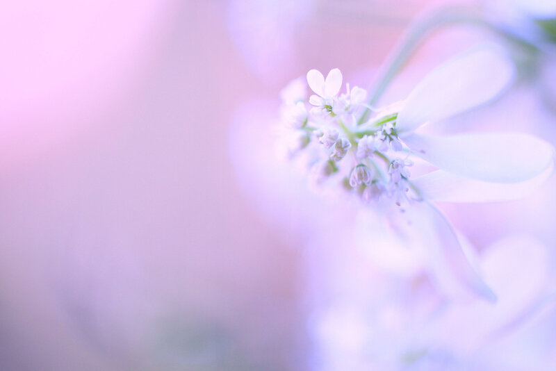 White Flower Cluster — Pink