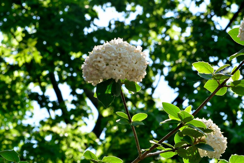 White Flower Cluster — Serene, Afternoon, Photograph, Green Leaves