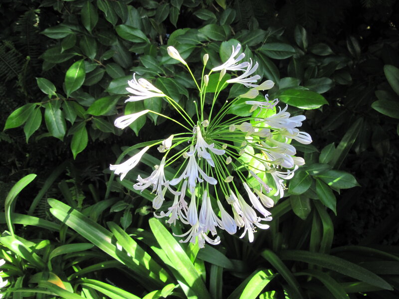 White Flower Cluster — Serene, Afternoon, Photograph