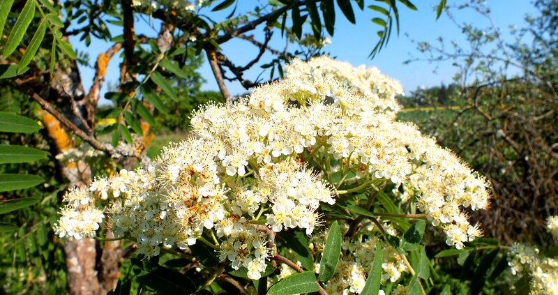 White Flower Cluster — Serene, Afternoon, Photograph, Tree Branches