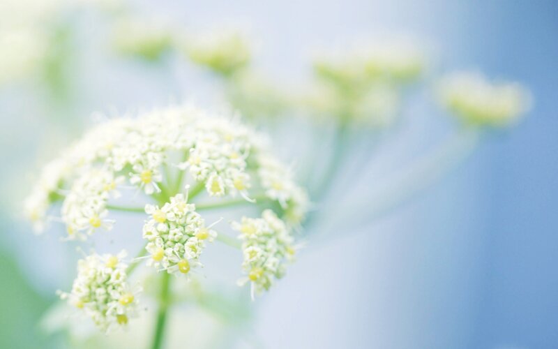 White Flower Cluster — Serene, Morning