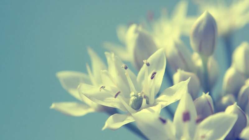 White Flower Cluster — Serene, Photograph, Buds, Stamen
