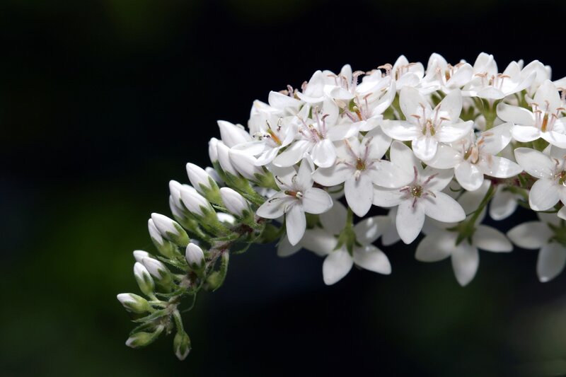 White Flower Cluster — Serene, Photograph, Buds