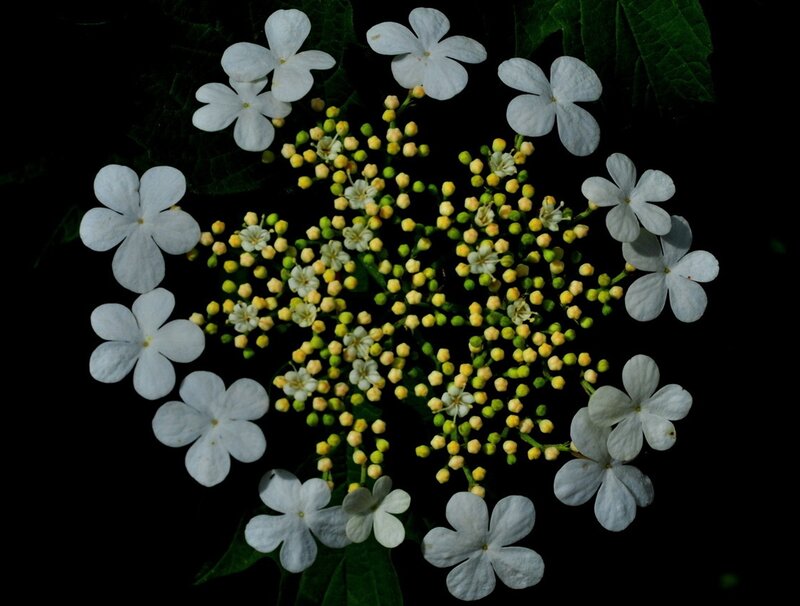 White Flower Cluster — Serene, Photograph, Green Leaves, Flower Buds