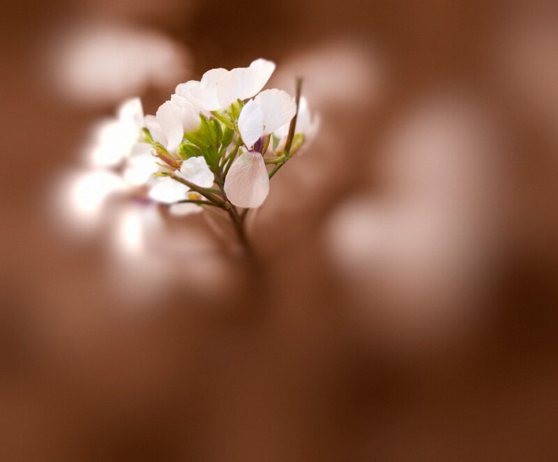 White Flower Cluster — Serene, Photograph, Green Leaves