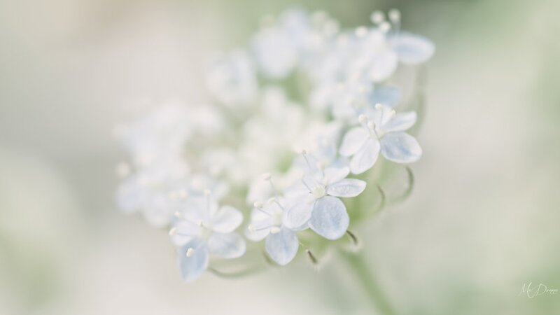 White Flower Cluster — Serene, Photograph, Stem