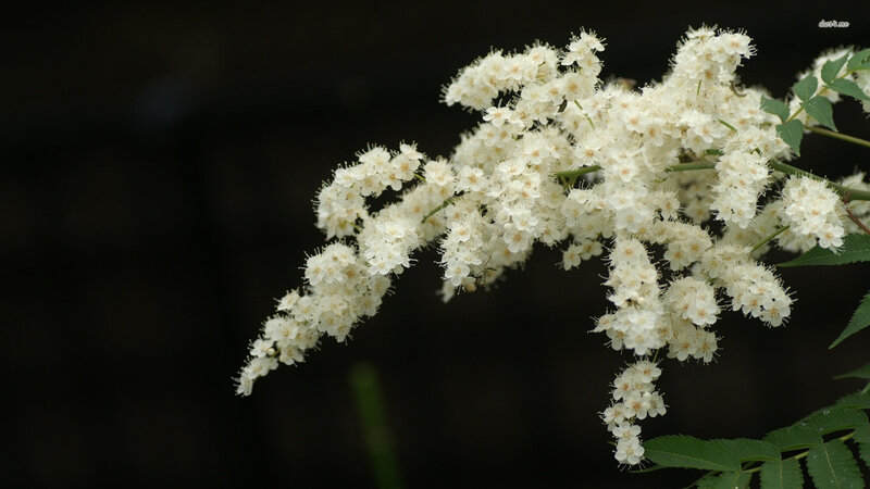 White Flower Cluster — Serene, Photograph