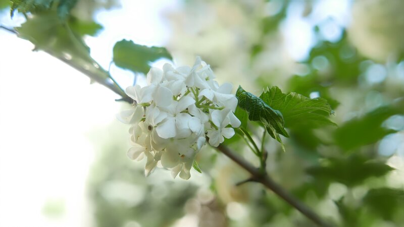 White Flower Cluster — Serene, Spring, Photograph, Branch