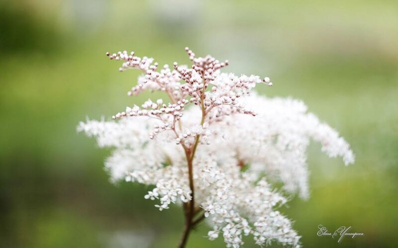 White Flower Cluster — Serene, Spring, Photograph, Stem