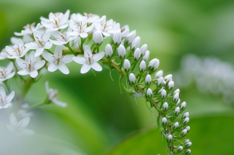 White Flower Cluster — Serene, Spring, Photograph