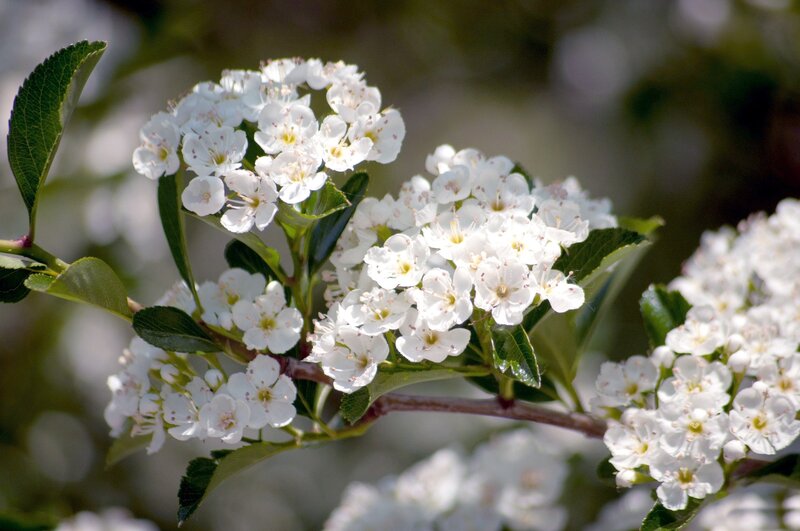 White Flower Cluster — Serene, Spring