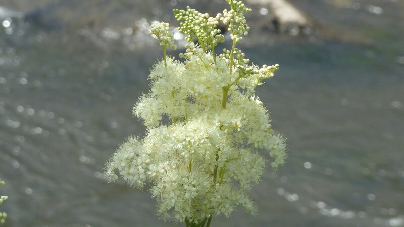 White Flower Cluster — Serene