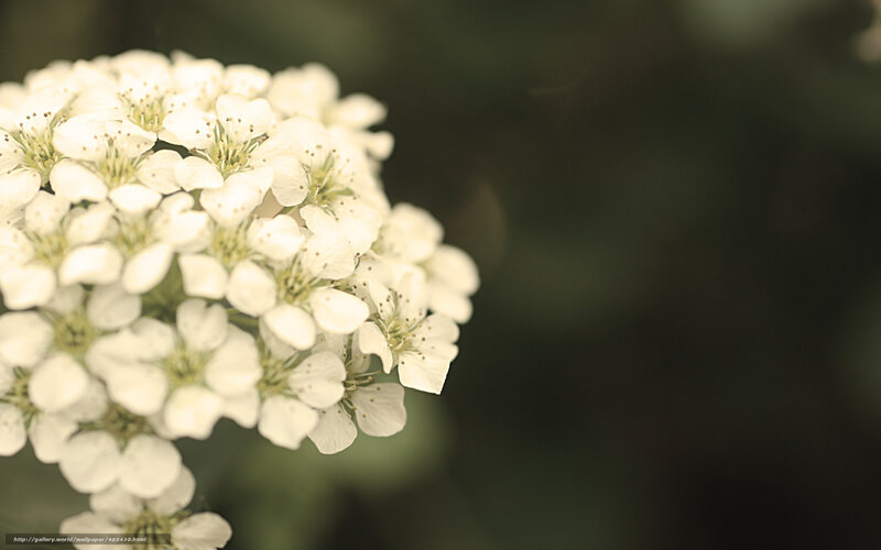 White flower cluster