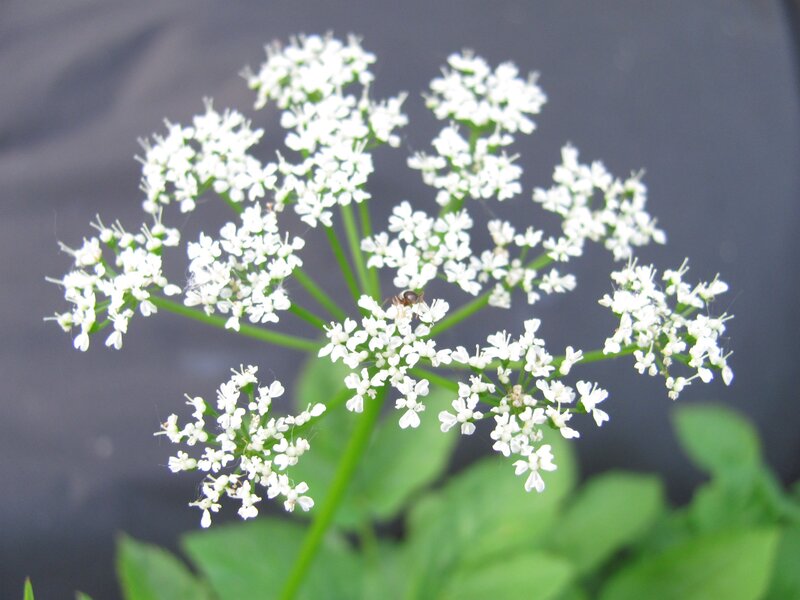 white flower cluster with ant