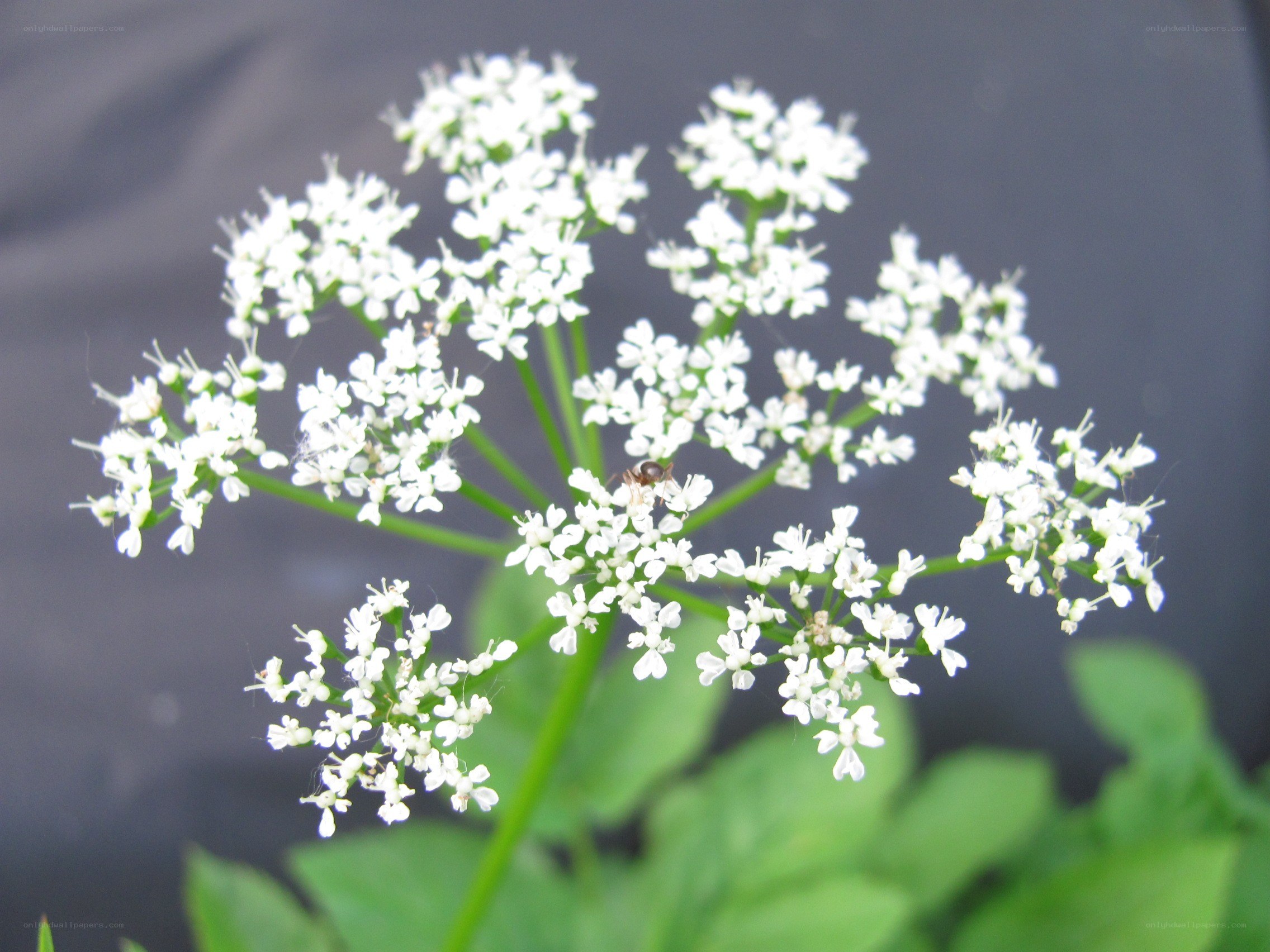 white flower cluster with ant