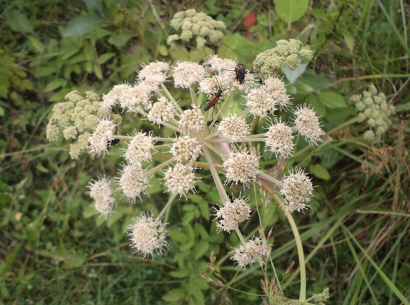 White Flower Cluster with Beetles
