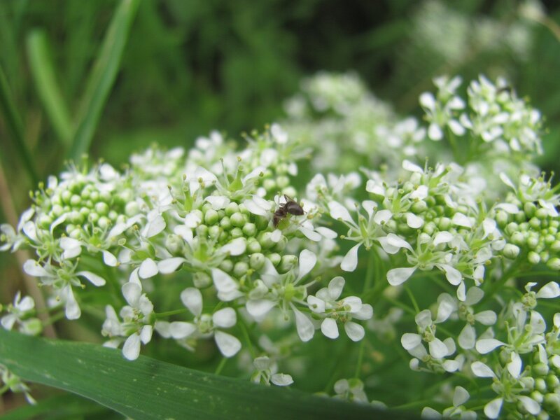 White Flower Cluster with Insect