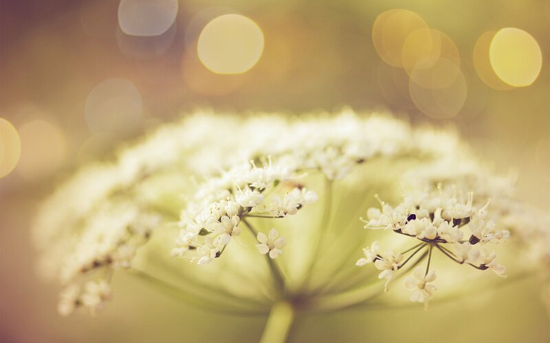 White Flower Cluster — Yellow