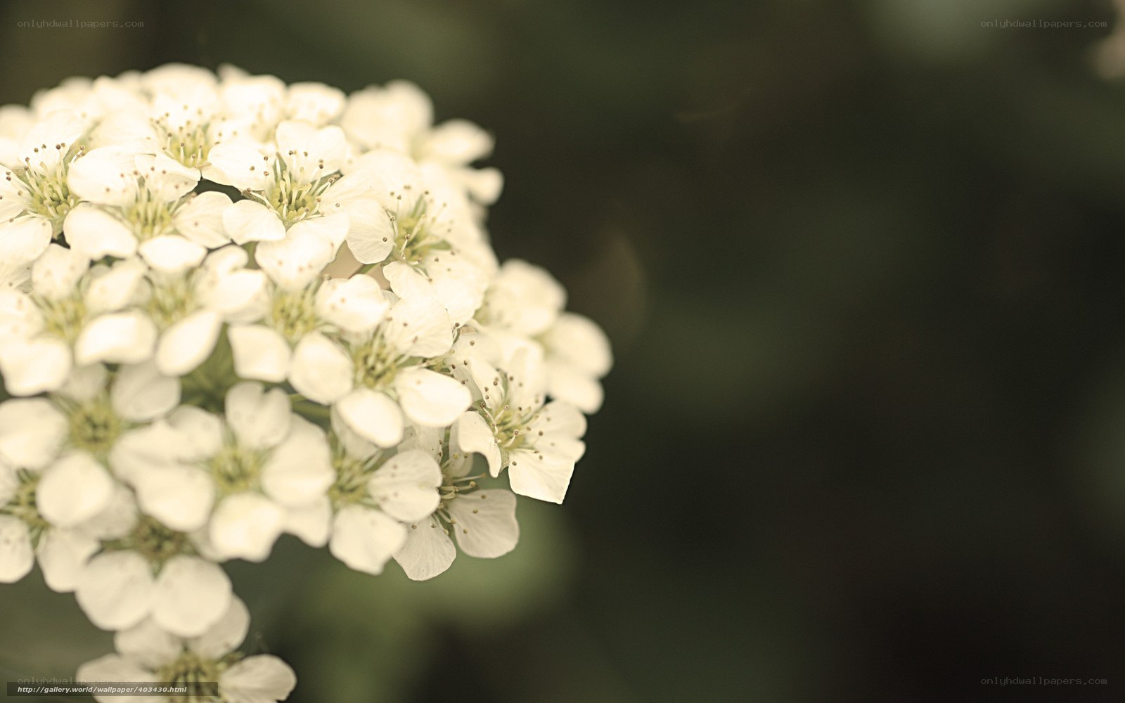 White flower cluster