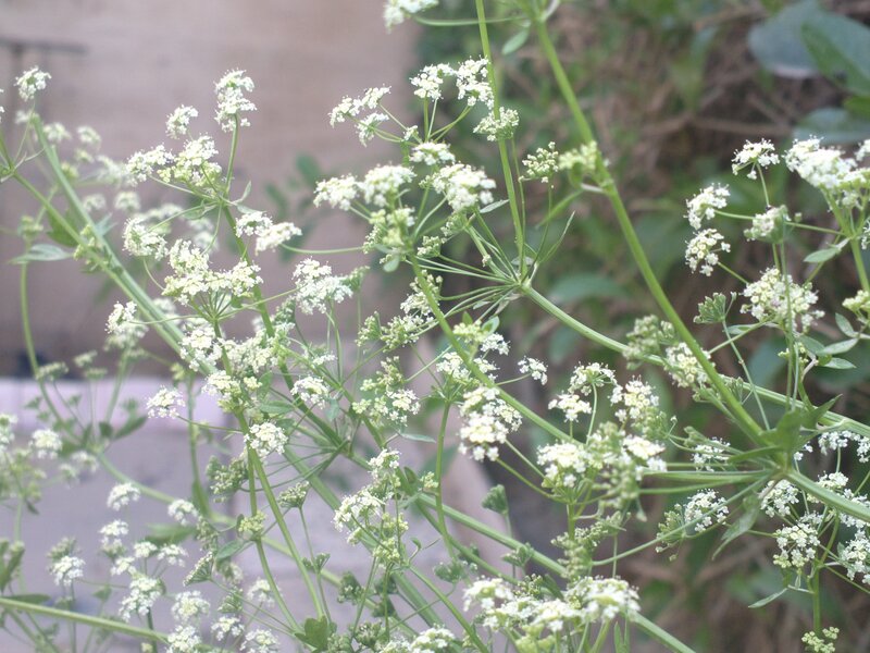 White Flower Clusters — Calm, Afternoon