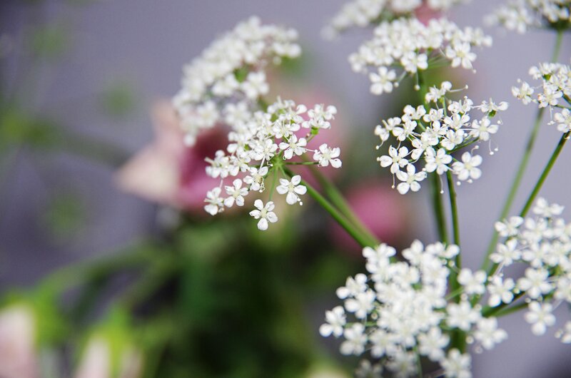 White Flower Clusters — Calm, Photograph, Green Stems